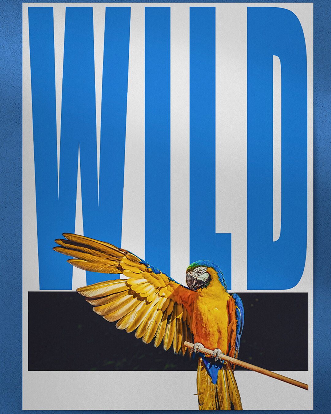 Wild, poster